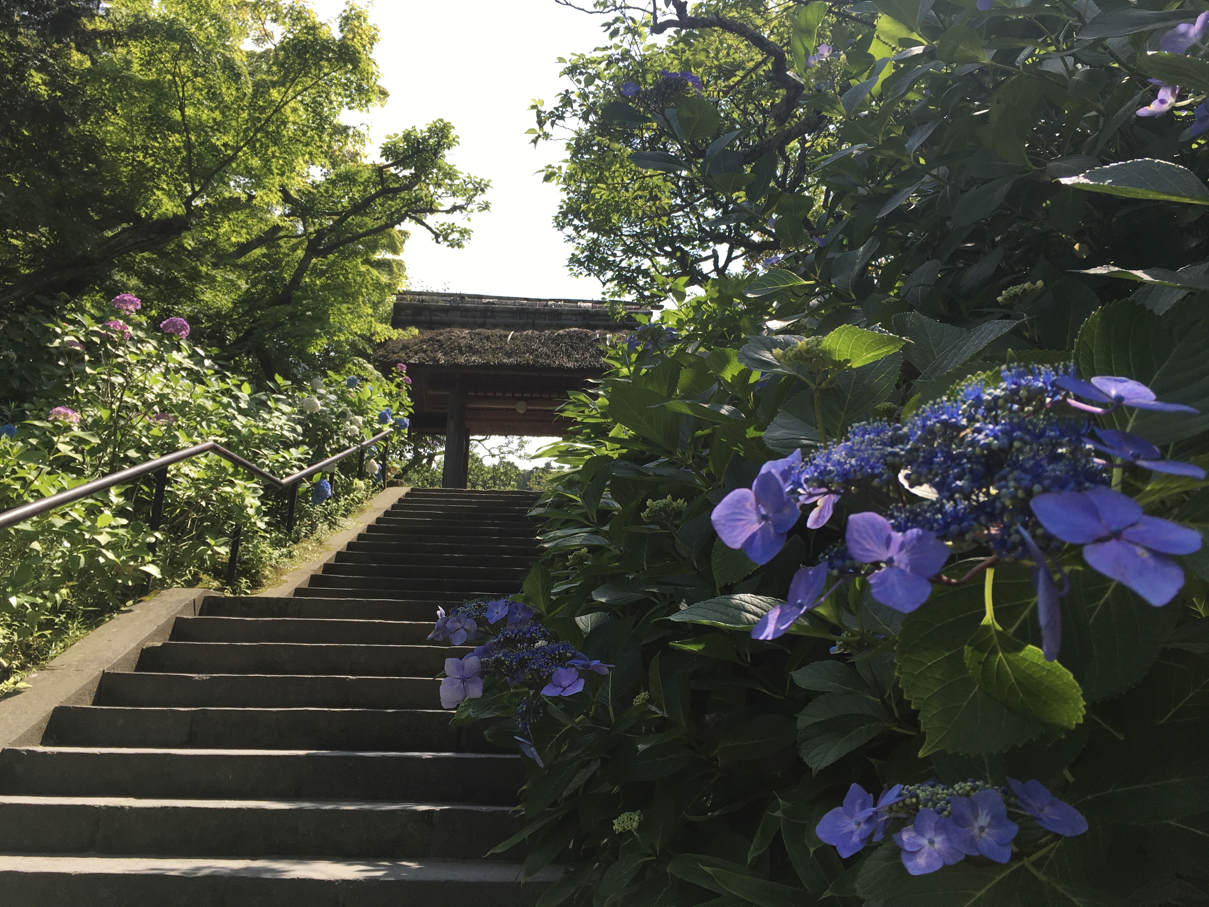 コワーキングスペースことkama 発 東慶寺のあじさい情報 湘南 鎌倉のコワーキングスペース シェアオフィス ことkama